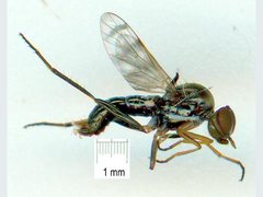 Acraspisa