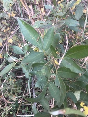 Searsia transvaalensis