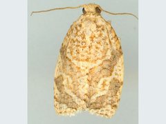 Adoxophyes templana