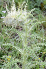 Cirsium funkiae