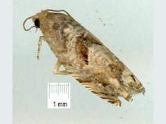 Acanthoclita