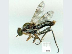 Acraspisa