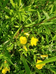 Oenothera pilosella