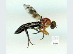 Acraspisa