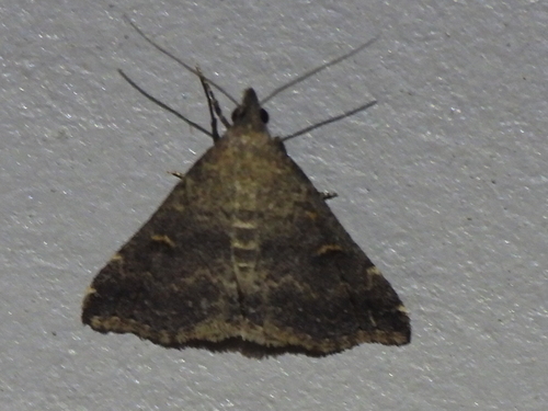 Florida Tetanolita Moth photo 6