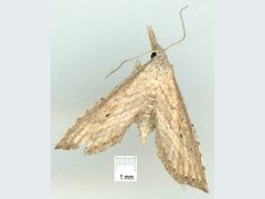 Stenopaltis lithina
