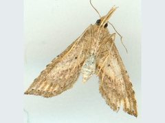 Stenopaltis lithina