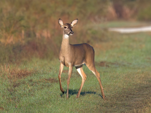 White-tailed Deer photographed in Florida