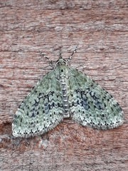 Acasis viretata