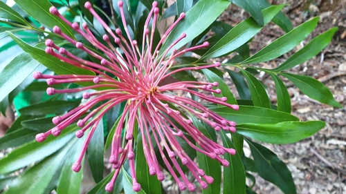Alloxylon pinnatum (Alloxylon pinnatum)