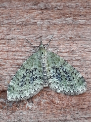 Acasis viretata