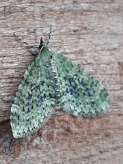 Acasis viretata