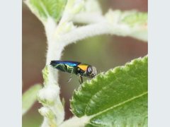 Neocuris