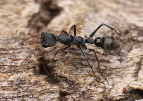 Myrmecia urens Lowne, 1865