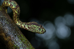 Craspedocephalus malabaricus