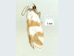 Prepocosma schalidota