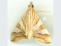 Agrioglypta zelimalis