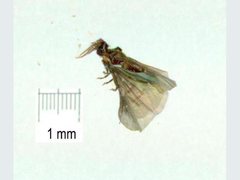 Strepsiptera