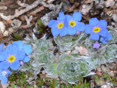 Eritrichium argenteum