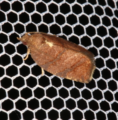 Argyrotaenia juglandana