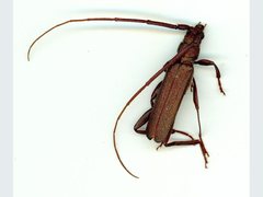 Xystrocera virescens