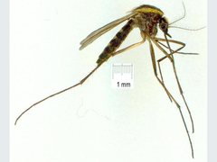 Aedes lineatopennis