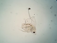 Daphnia cucullata