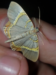 Phrygionis paradoxata