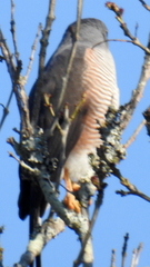 Accipiter tachiro