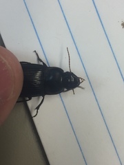 Harpalus caliginosus