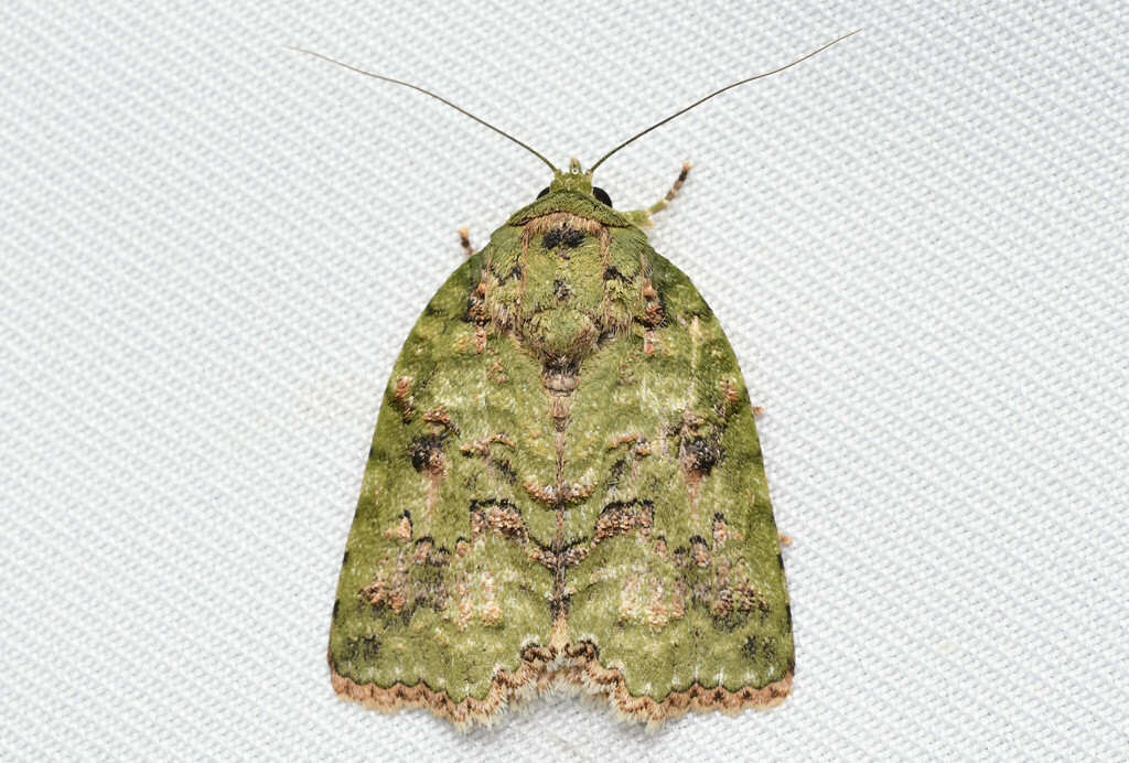 Blenina angulipennis