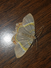 Phrygionis paradoxata