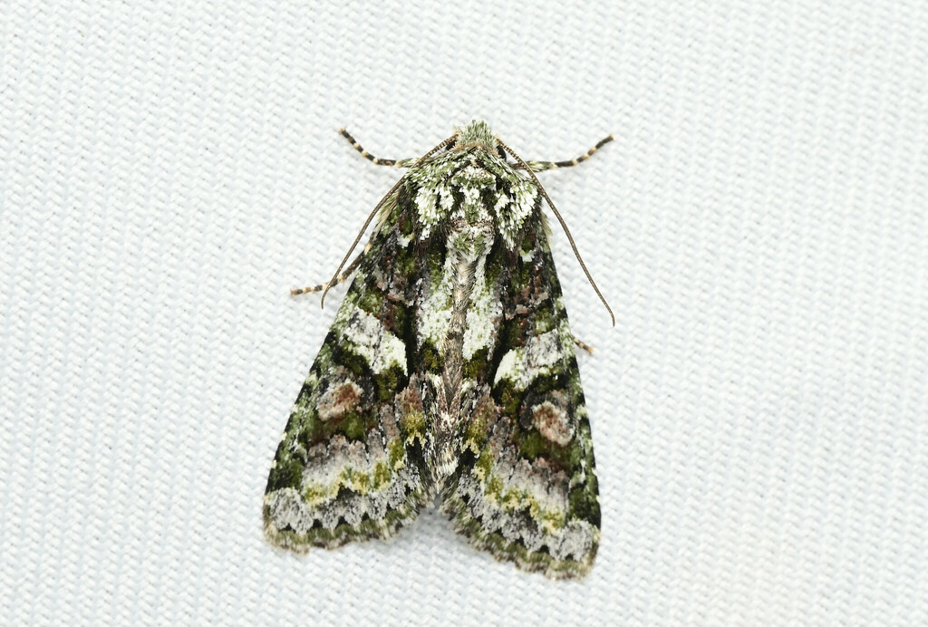 Dryobotodes formosanus