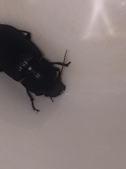 Harpalus caliginosus