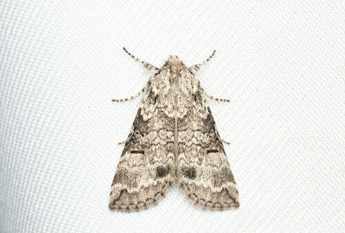 Epipsestis dubia