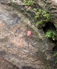 Leiobunum calcar