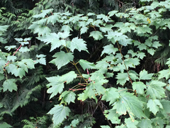 Acer glabrum douglasii