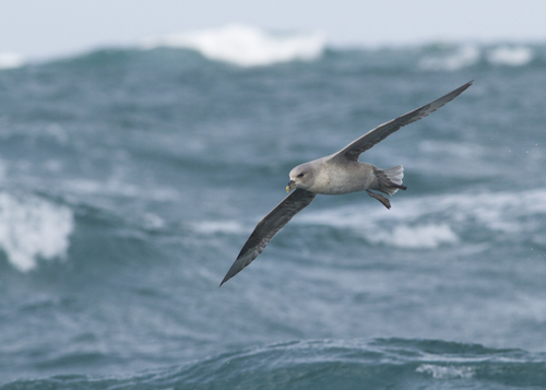 Northern Fulmar