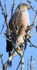 Accipiter tachiro