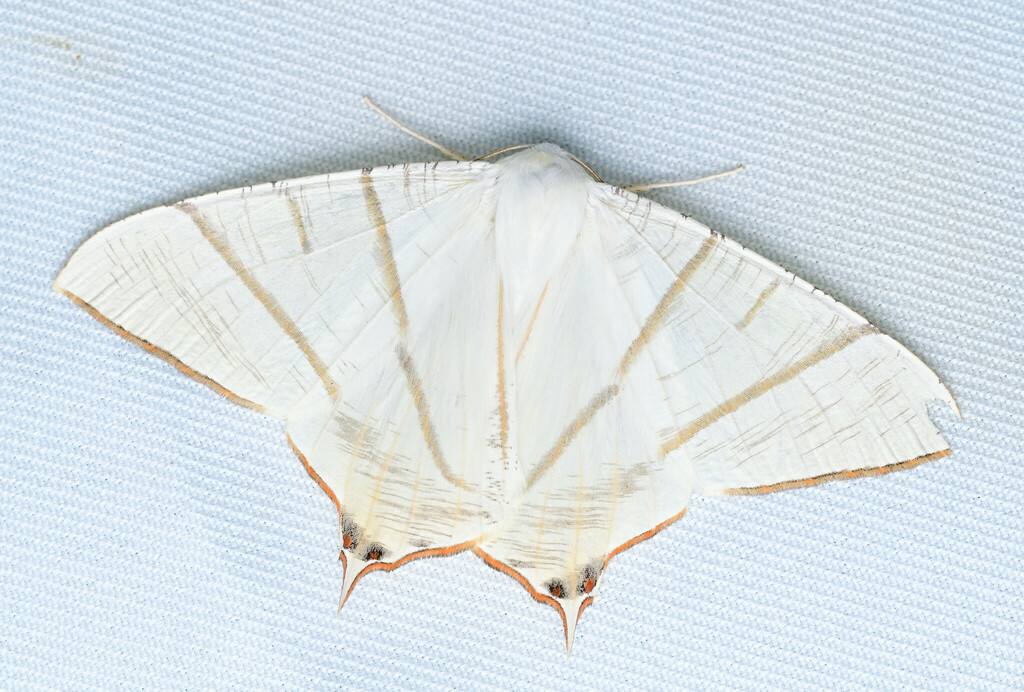 Ourapteryx yerburii