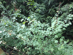 Acer glabrum douglasii