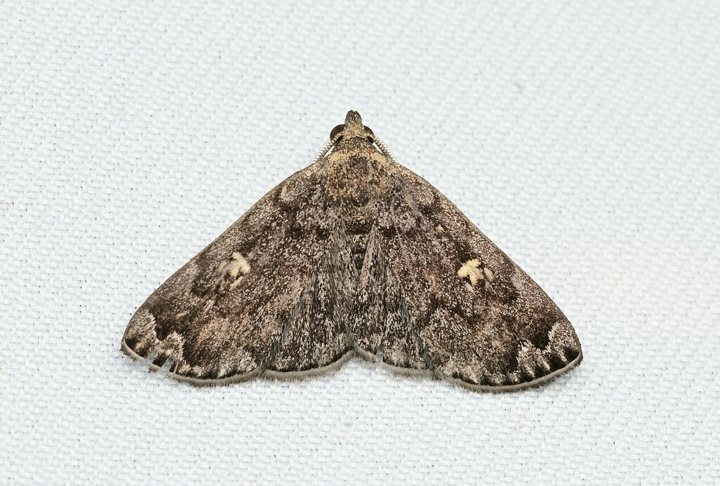 Idia fulvipicta
