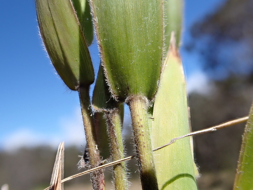 Dichanthelium hillebrandianum observed 2024-11-12