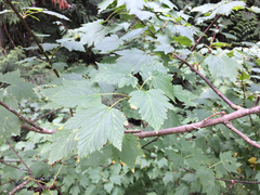 Acer glabrum douglasii