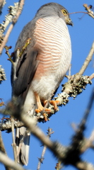Accipiter tachiro