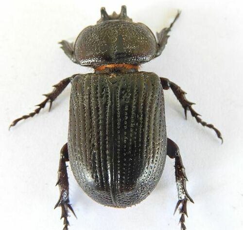 Lesser Triceratops Beetle photo 4