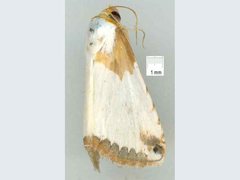 Eublemma vestalis