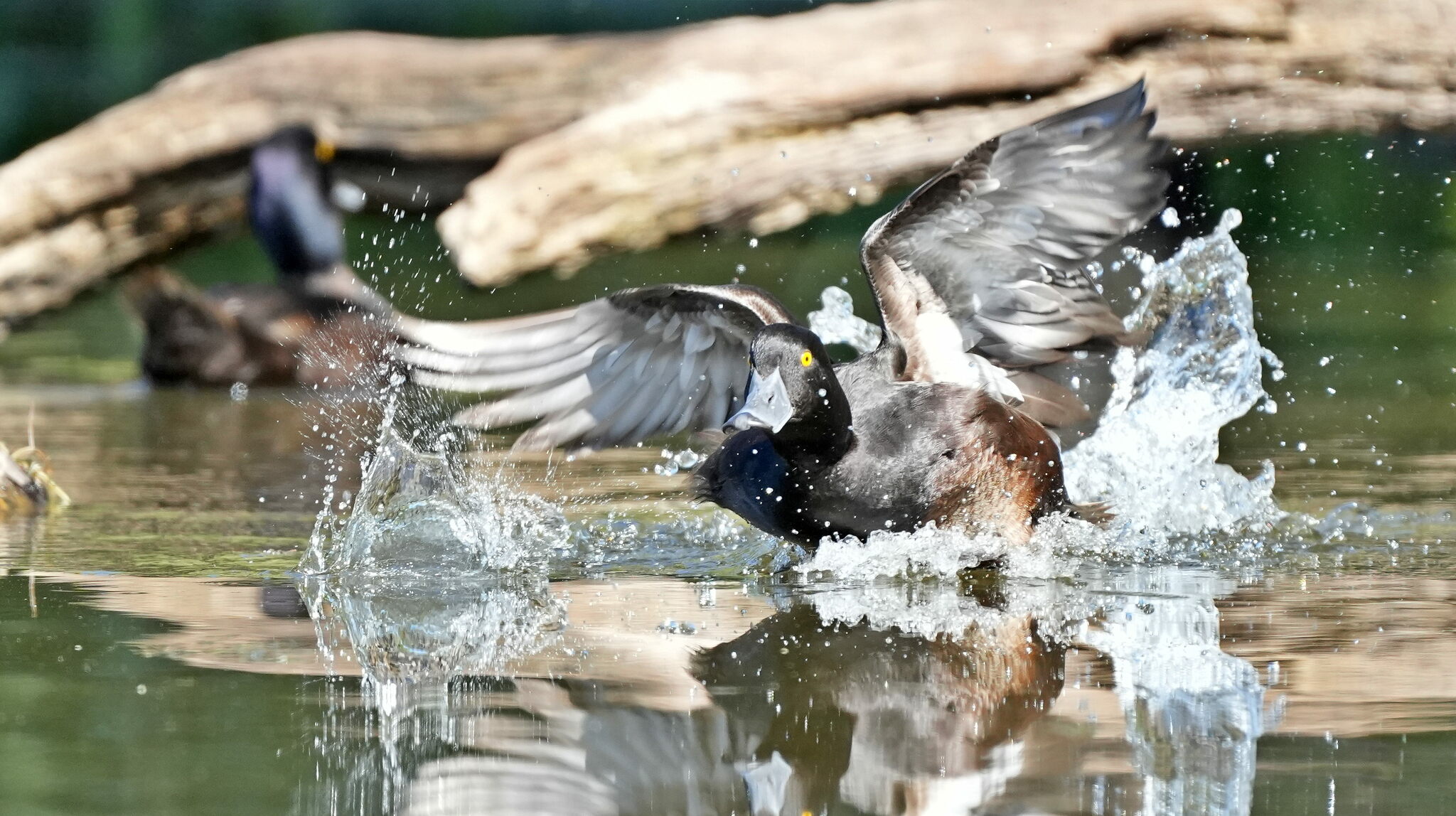 New Zealand Scaup illustration