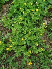 Chelidonium majus