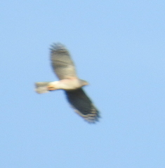 Accipiter tachiro